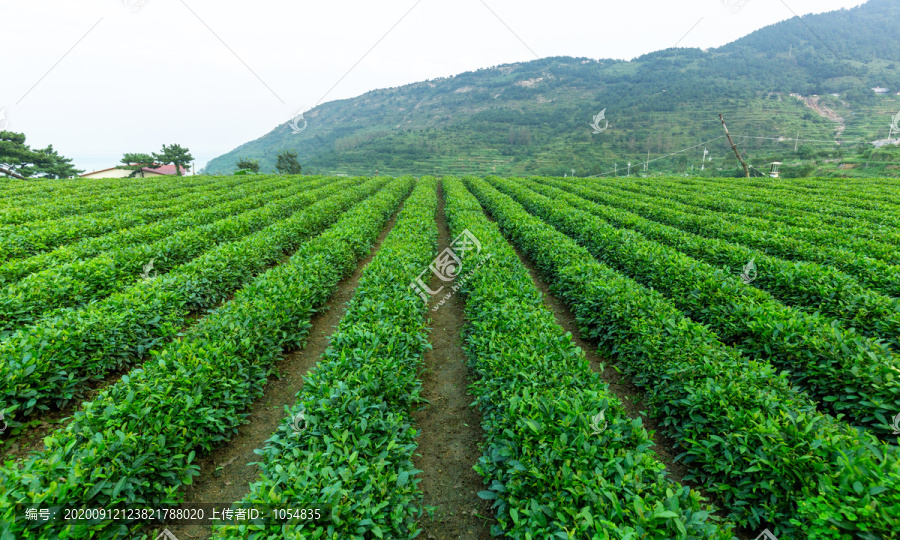 青岛崂山太清茶园