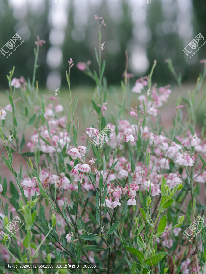 罗布麻花朵