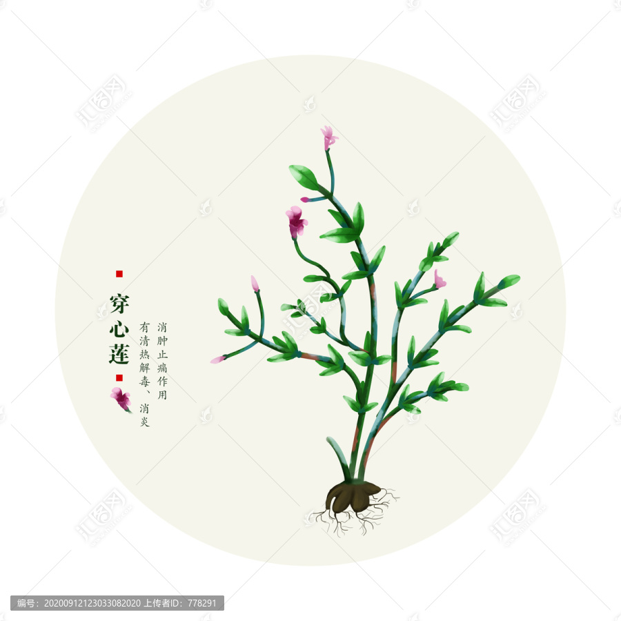 穿心蓮