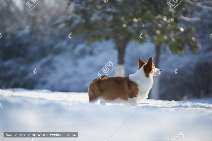 柯基犬