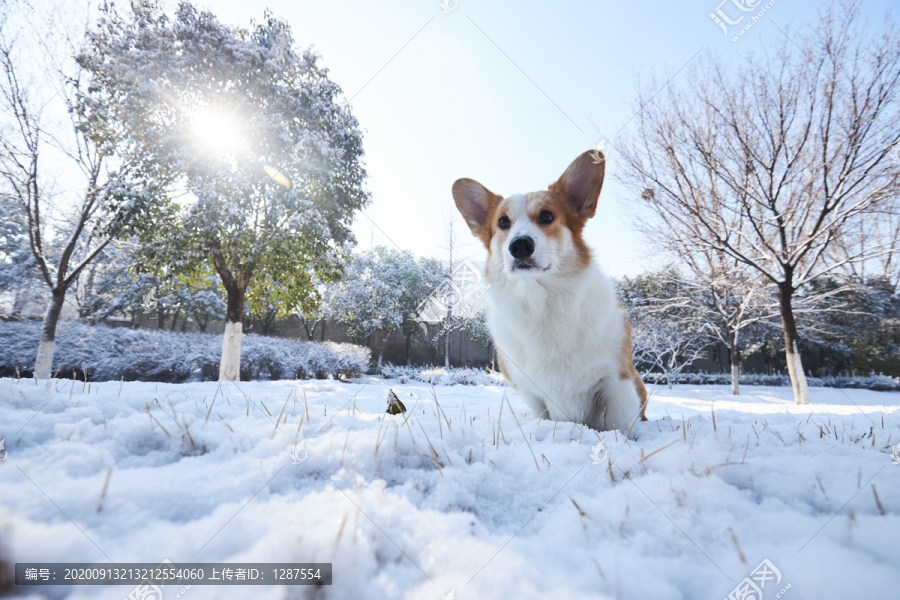 柯基犬