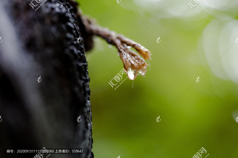 下雨啦雨水特写