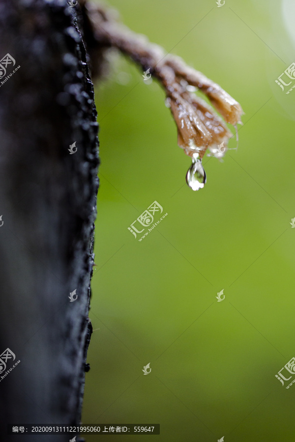 下雨啦雨水特写