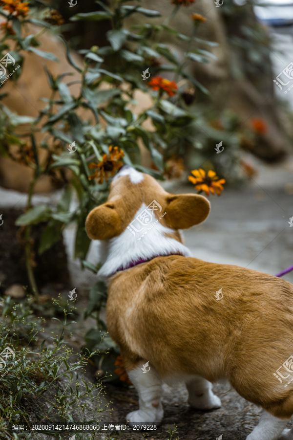 宠物柯基犬