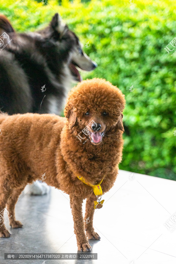 公园的泰迪犬贵宾犬