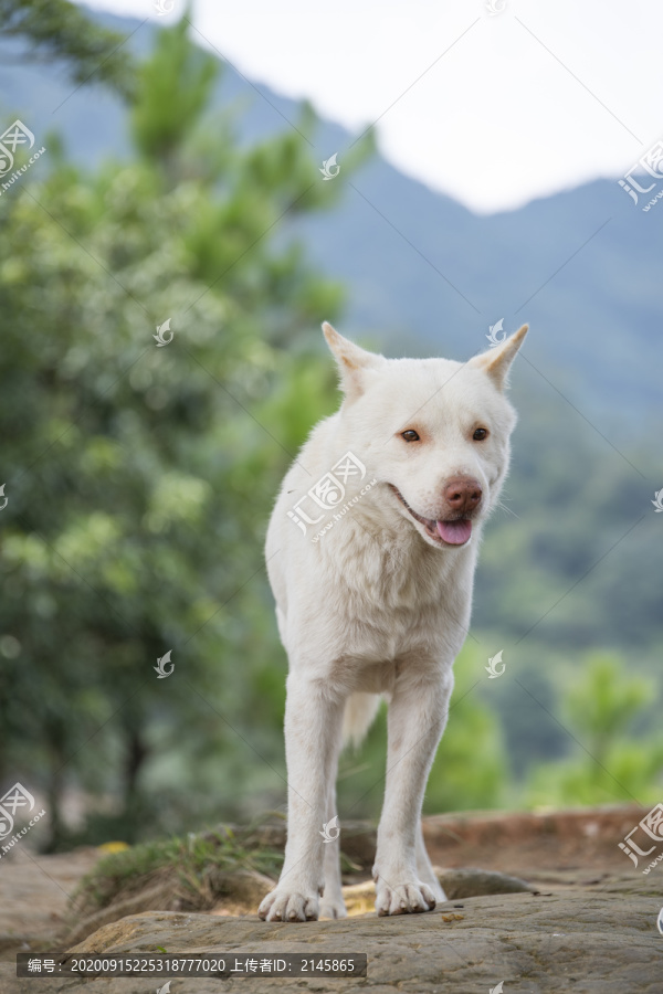 一只白色的中华田园犬