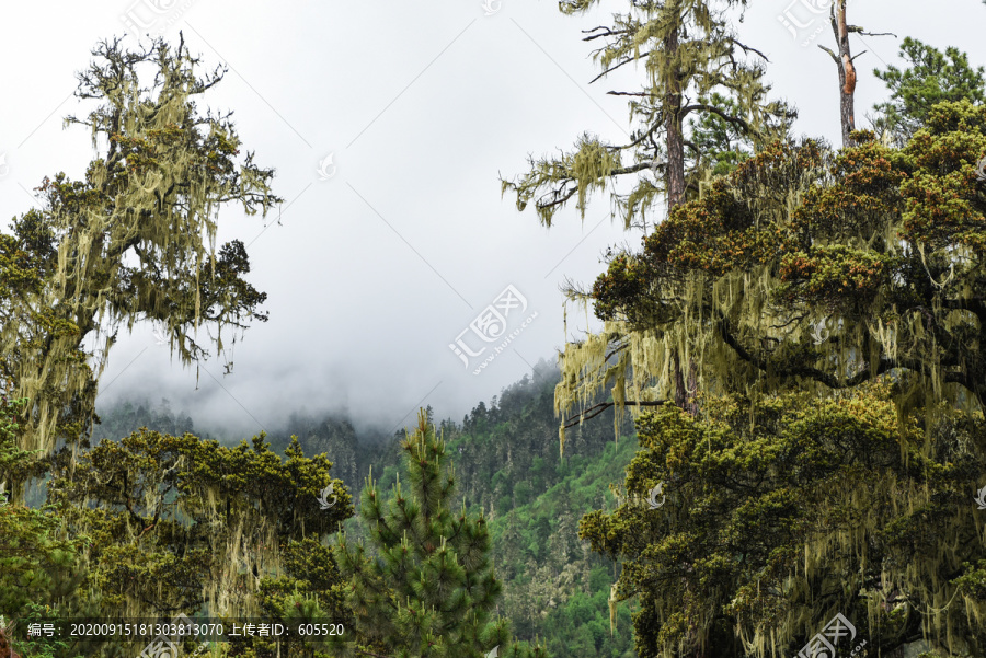 大凉山1水墨画1雾景1森林1树