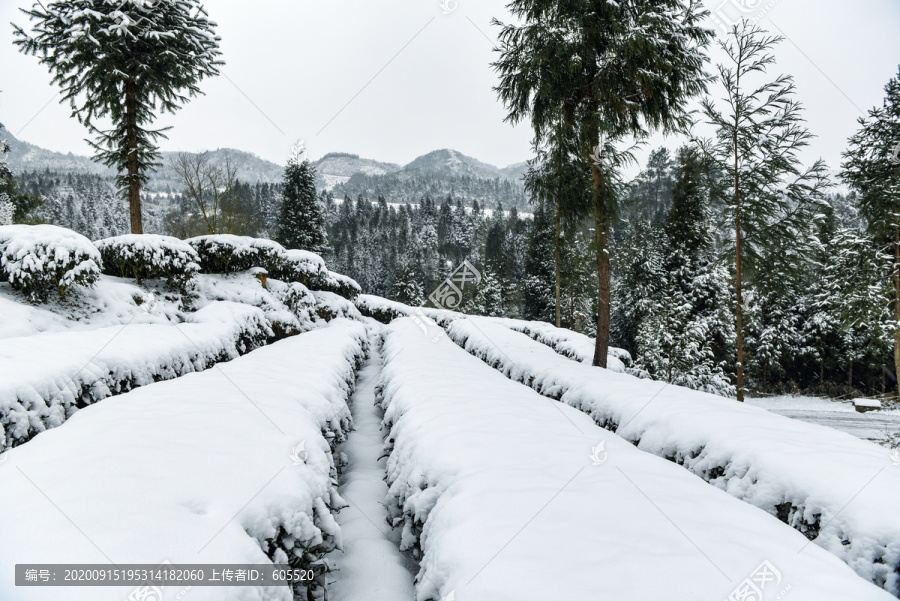 茶园1茶叶茶艺1雪景