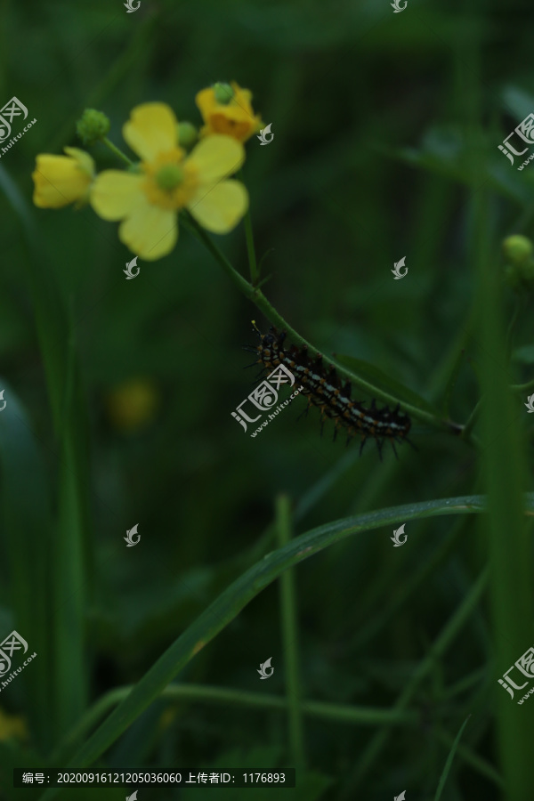 草茎上的珍蝶幼虫