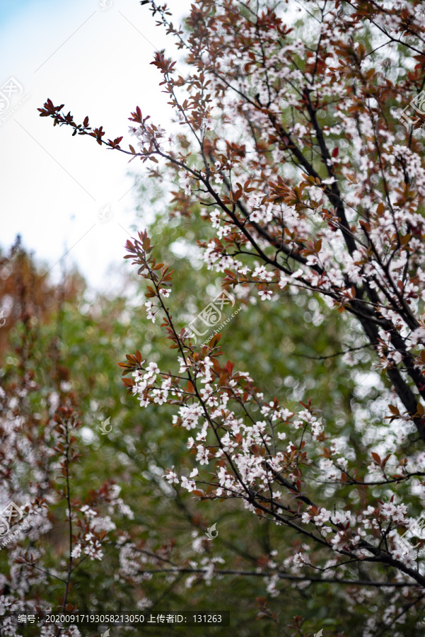 紫叶李