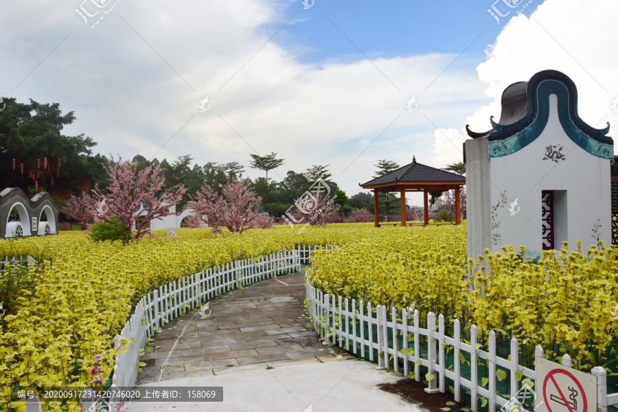 油菜花