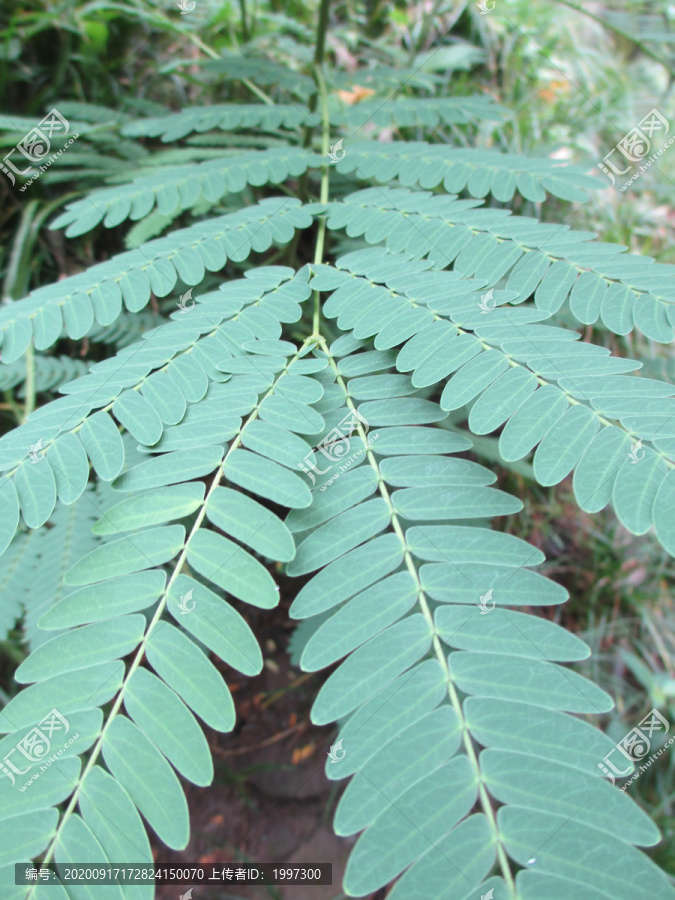 植物