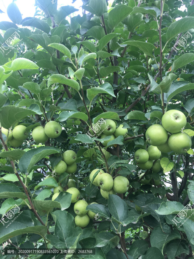 苹果树