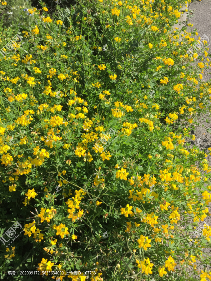 漂亮的野花