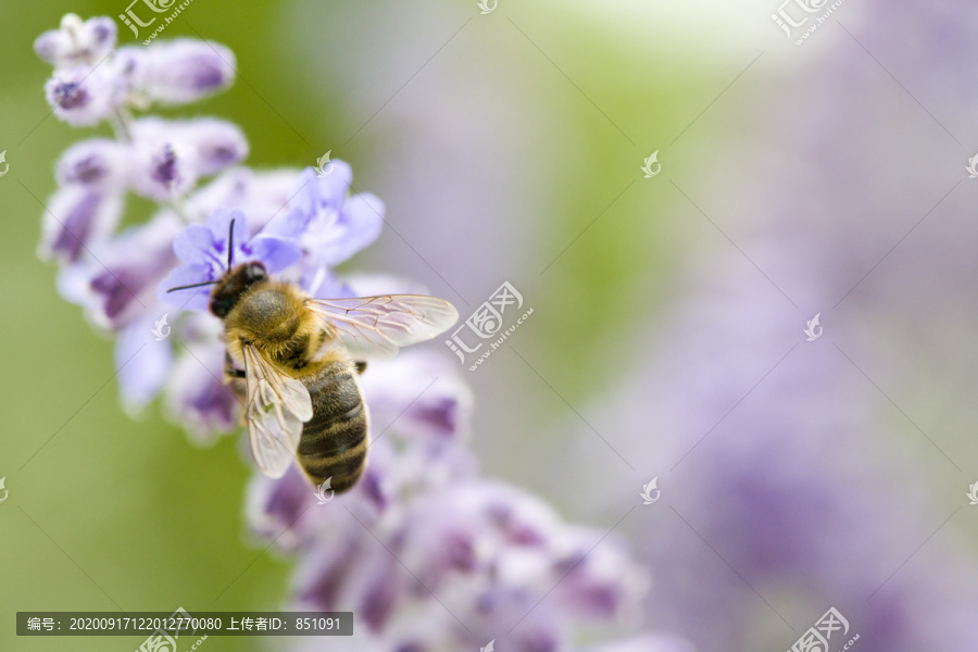 蜜蜂和紫罗兰