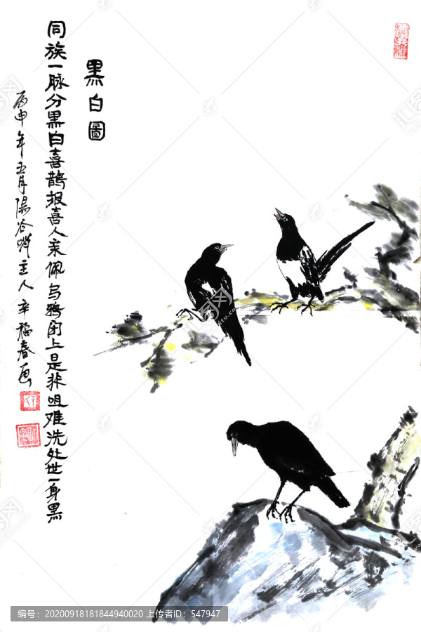 黑白喜鵲
