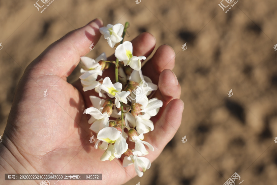 采摘野生洋槐花