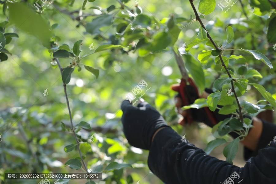 苹果种植管理