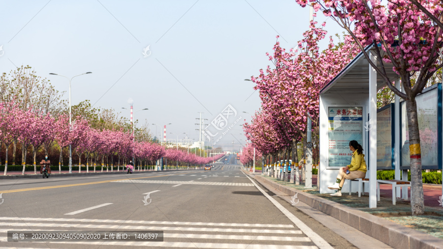 开满樱花的道路