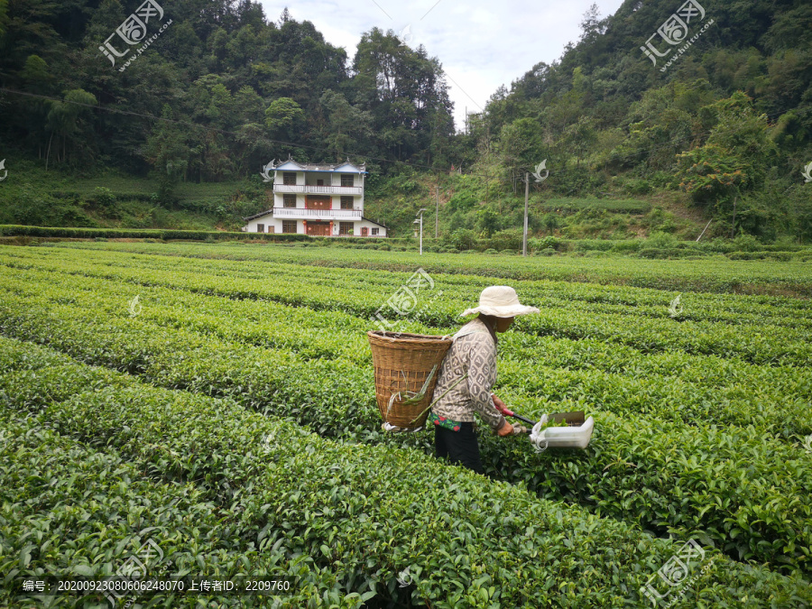 采摘茶叶