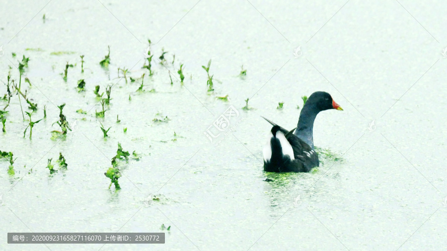 黑水鸡