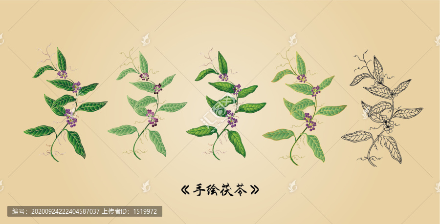 手繪茯苓
