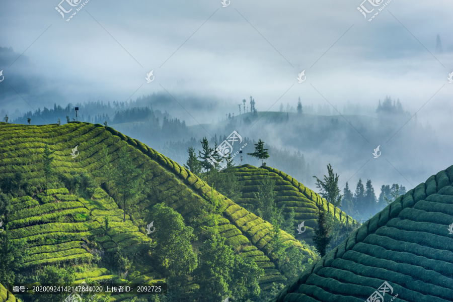 中国湖北恩施鹤峰木耳山茶园茶山