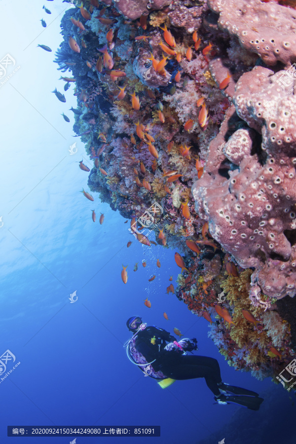 海洋底栖生物