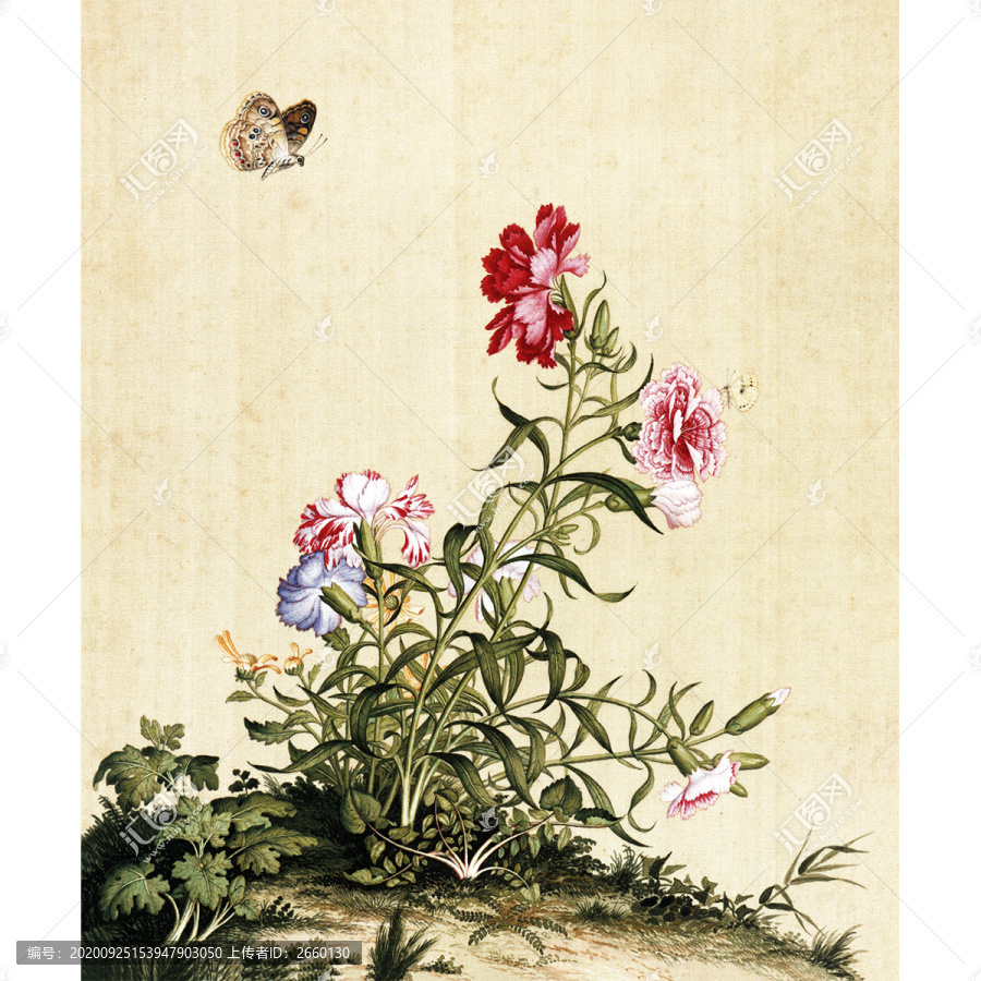 郎世寧石竹圖