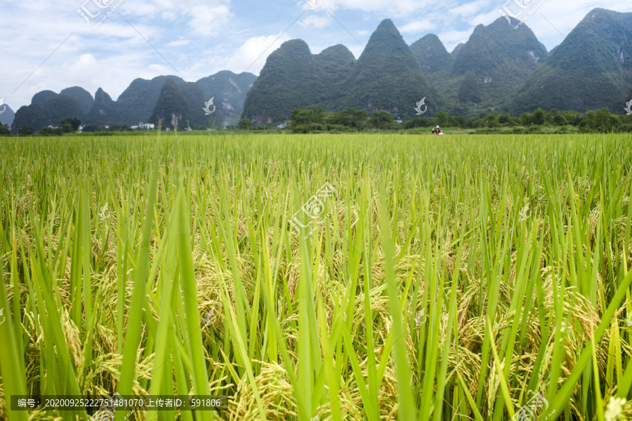 桂林山水阳朔成熟的稻田