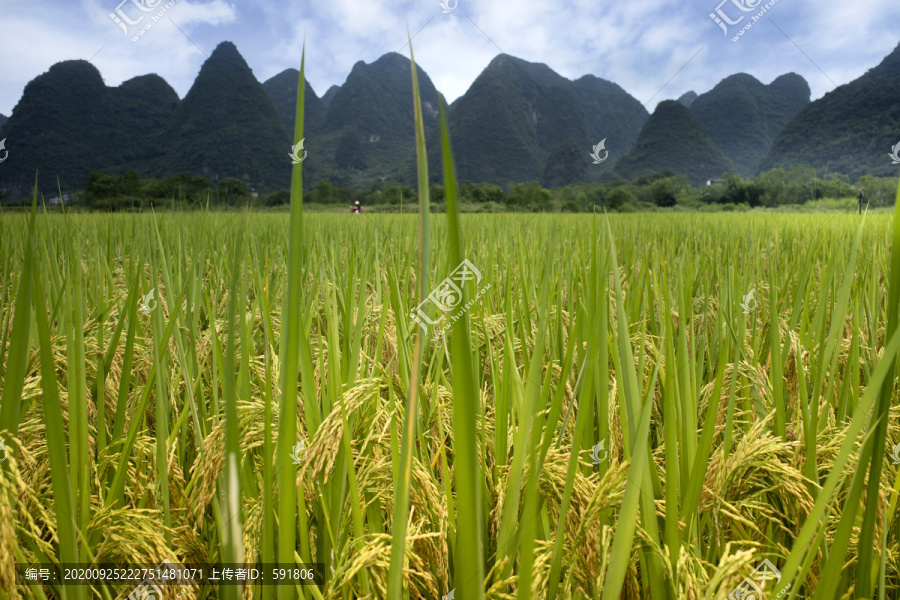 桂林山水阳朔丰收的稻田