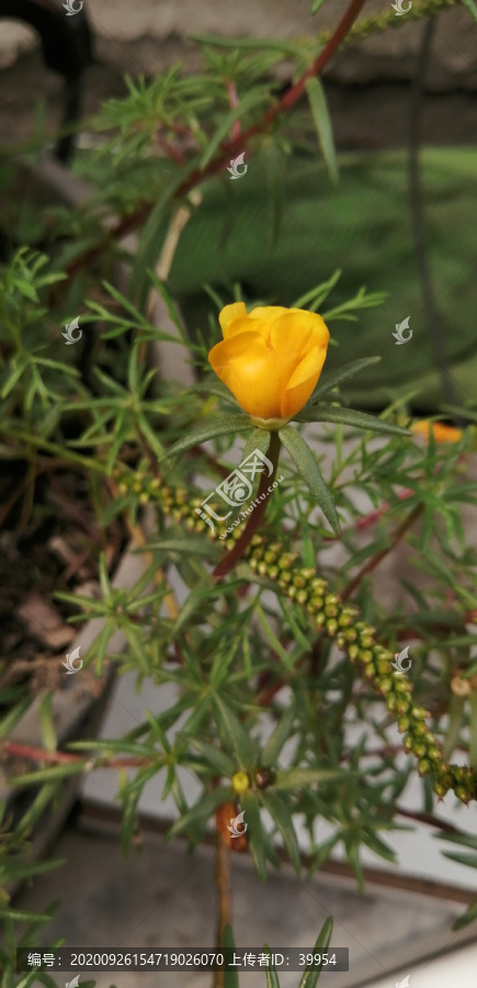 黄色的花太阳花