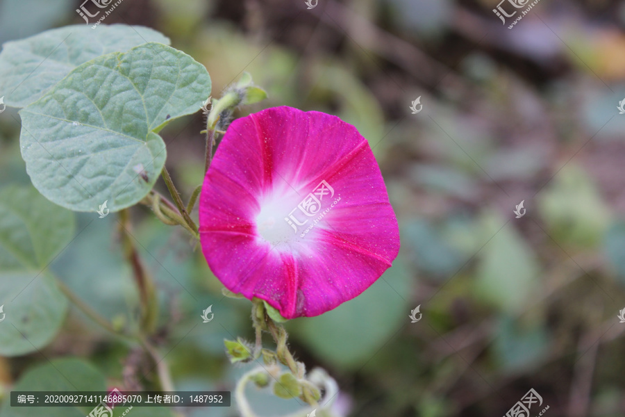 粉红色的牵牛花