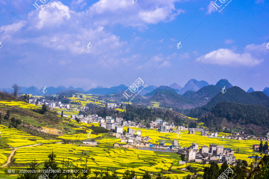 云南师宗罗平油菜花