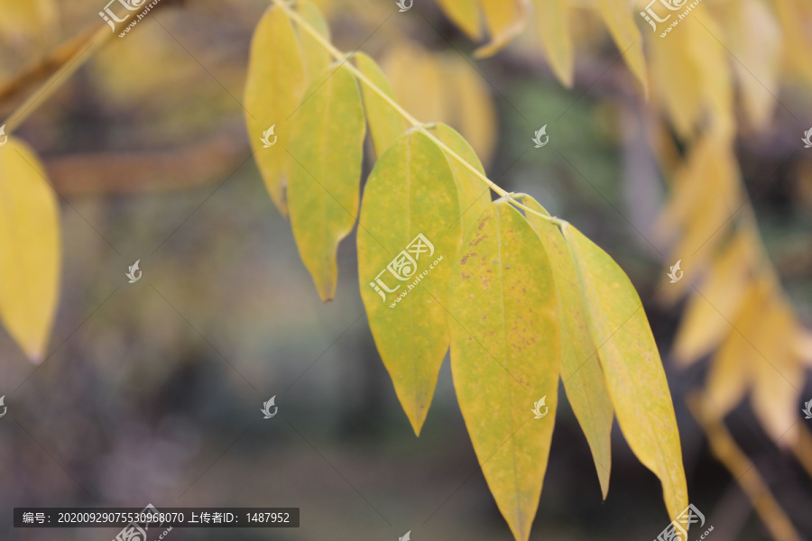 黄色槐树叶子