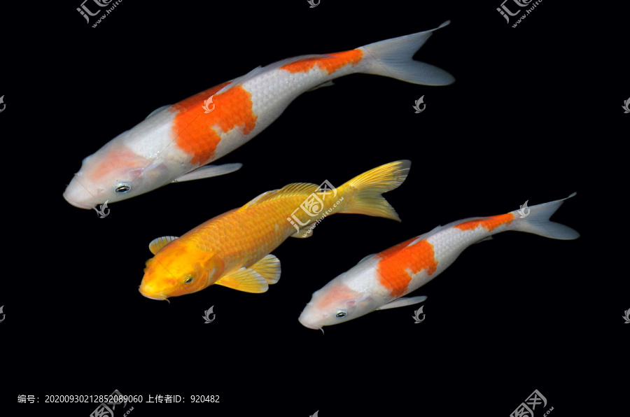 錦鯉魚
