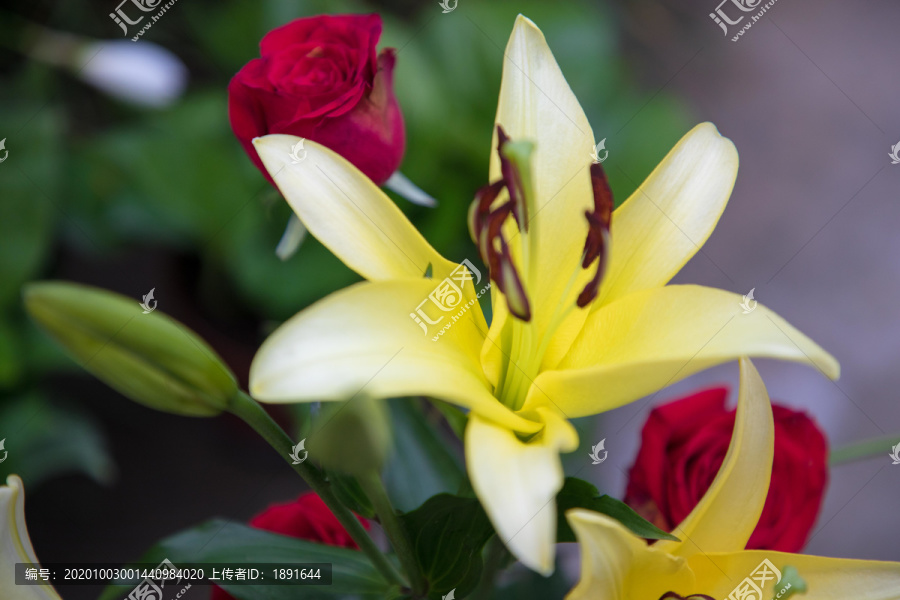 百合花