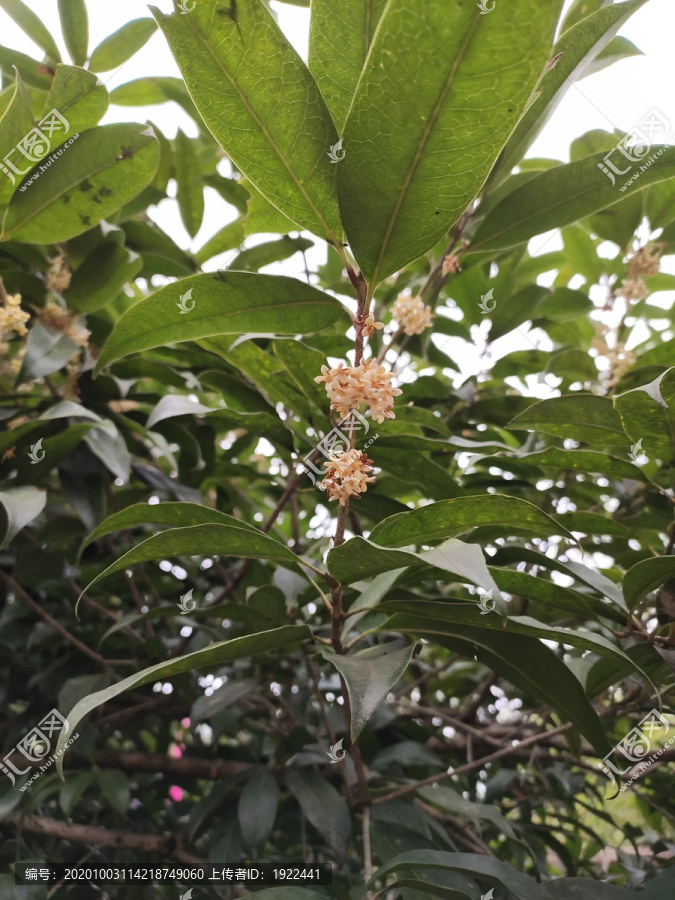 桂花花儿开