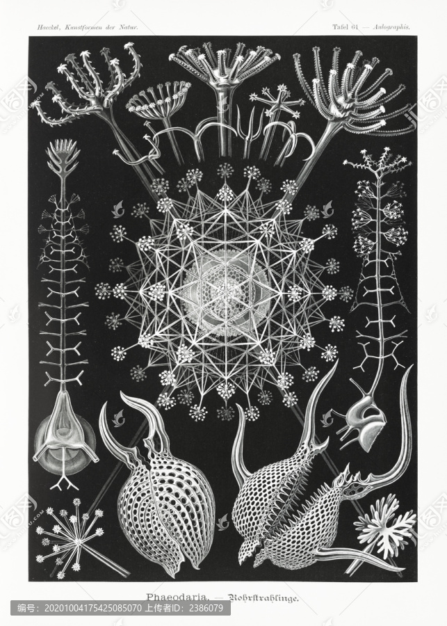 恩斯特·?？藸柹渚€狀海洋生物插畫