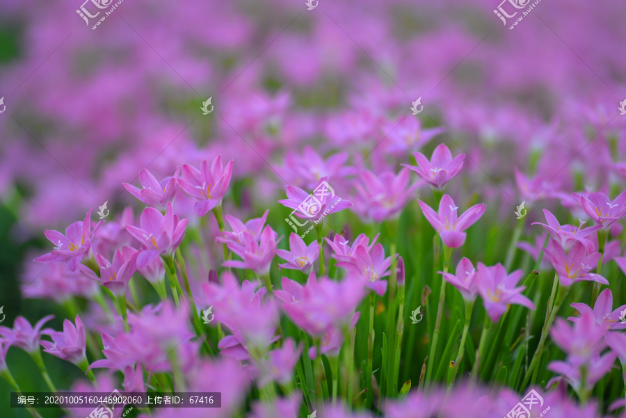 紫色风雨花