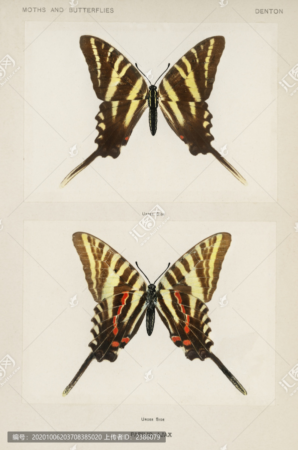 謝爾曼·丹頓鳳尾蝶