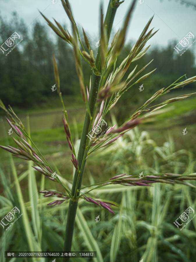 芭芒花