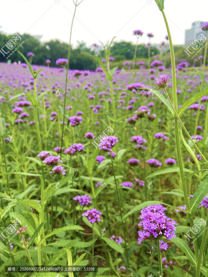 马鞭草花海