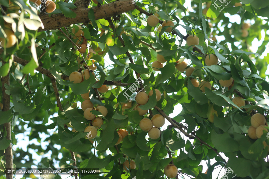 银杏树上成熟的白果