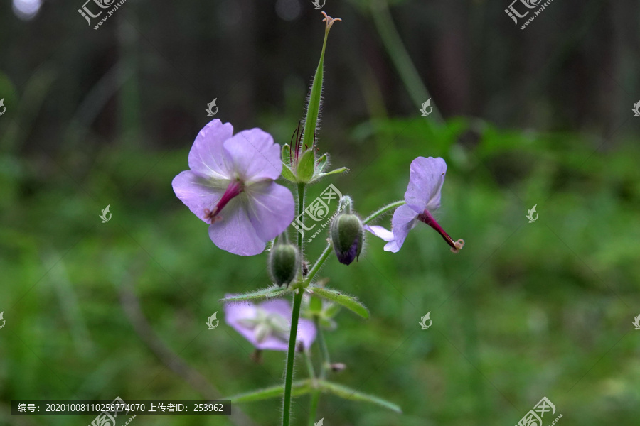 草地老鹳草