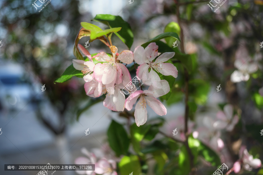 垂丝海棠花