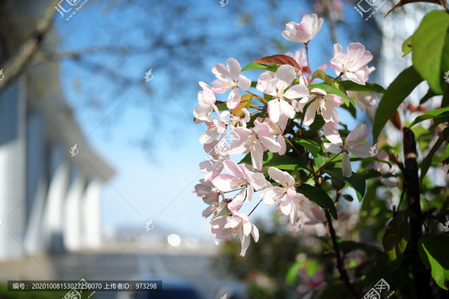 垂丝海棠花