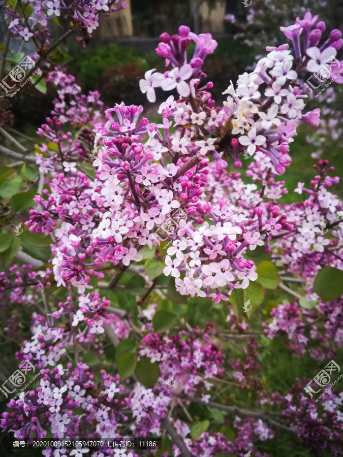 一片紫色小花