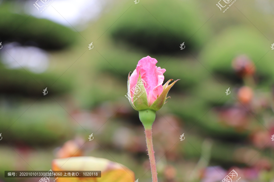 粉色的月季花苞花骨朵
