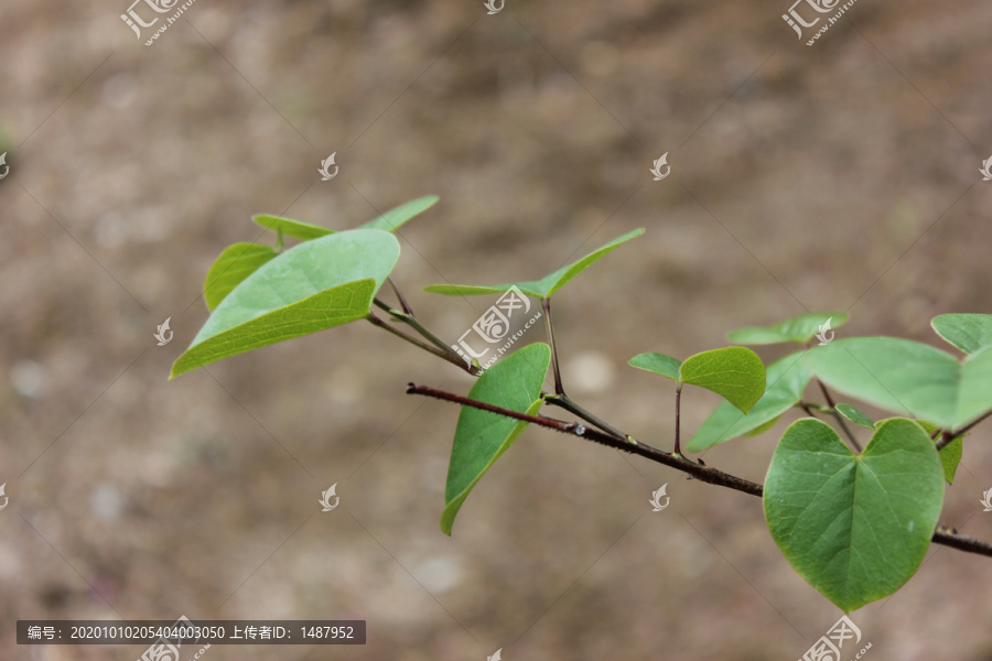 紫荆叶子